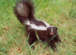 Skunk Photo 01